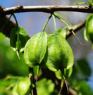 The green four-winged fruit dangles from the branch