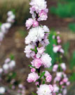 Light pink flowers lining a branch