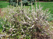 Whole flowering almond plant