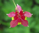 An open reddish-pink flower from the front shows its star shape.
