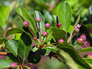 Young fruit, like red berries on sticks coming out of the leaves