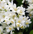 Open white flowers
