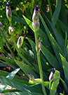 Flower buds of a purple iris on its thick stalk