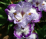 Top view of an open iris with petals that fade out to darker purple from the white centers