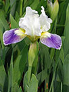 The profile of an iris flower shows the shape of the petals — some going up like a cup and colorful petals on each side opening down around the center — and the row of small hairs on each showy petal