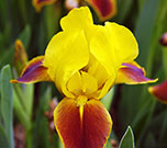 Profile view of a yellow and red iris and the row of hairs on the petals that open out