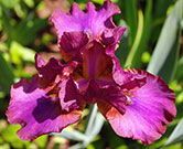 Pink iris flower