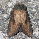 Photo from Robin McLeod: iris borer adult moth