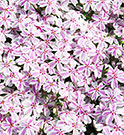 White flowers with a pink stripe down the petals provide the variety its candy stripe