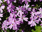Lavendar flowers
