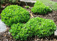 Whole stonecrop sedum plant