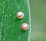 Photo from Dale Clark: Close-up of eggs of silver spotted skipper on a leaf
