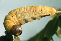 larva silver spotted skipper