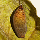 hoto from Robert Lord Zimlich: pupaon a leaf