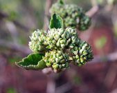 Flower buds, still green and in small clusters
