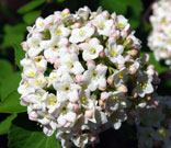 Cluster of white flowers that gives the plant its name