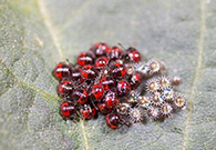 Photo from Adam Sisson, Iowa State University, Bugwood.org: eggs on right and small nymphs on left