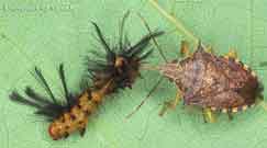 predatory stink bug feeding on insect larva