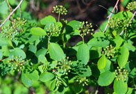Emerging leaves surrounding floral buds. Green leaves have subtle, rounded teeth at the tips.