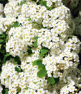 Close-up of fully grown flower clusters, showing mostly white petals with just a few leaves poking through.