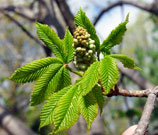 Quilt-like leaves surround floral buds