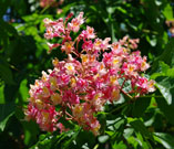 A flower cluster showing horse chestnut flowers are usually pink, white and yellow
