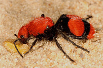 Photo courtesy of Arthur V. Evans: red velvent ant mature females remain wingless