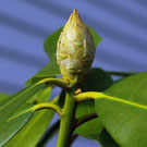 floral buds of rhododendron have a scale-like appearance
