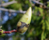 Flower buds with visible hairs