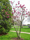 Whole saucer magnolia tree