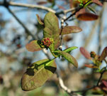 Leaves surrounding a cluster of floral buds