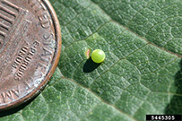 Photo from Whitney Cranshaw, Colorado State University, Bugwood.org: tiger swallowtail egg, with a penny next to it to show the size of egg is as small as one of the letters on the penny