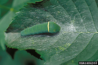 Photo from Steven Katovich, USDA Forest Service, Bugwood.org: tiger swallowtail larvae on a leaf, showing its markings that resemble eyes of a larger animal