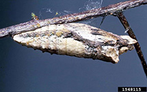 Photo from Sturgis McKeever, Georgia Southern University, Bugwood.org: tiger swallowtail chrysalis hanging from the underside of a branch, matching coloration to easily blend in with bark