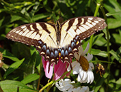 adult female tiger swallowtail, yellow form