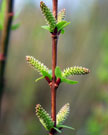 Close-up of a branch shows immature catkins along red stems
