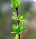 Young leaves on a red branch