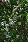 Clusters of pale flowers on the ends of leafy branches