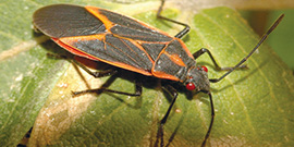 Photo from ïƒ¨	William M. Ciesla, Forest Health Management International, Bugwood.org: Close-up of adult boxelder bug