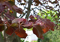 reddish leaves on a branch