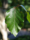 leaves have wavy margins on the european beech