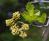 subtle yellow flower clusters starting to bloom on the end of a branch