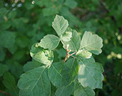 sumac leaves