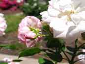  ‘Astrid lindgren’ rose flower bud