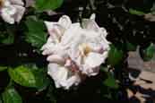 Open flowers of ‘Astrid lindgren’ rose