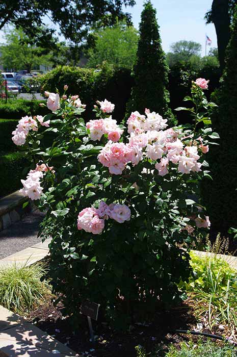 Astrid Lindgren Rose, Summer Rose Garden Adventures, MU IPM Program,  Columbia, Mo., University of Missouri