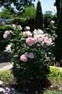 alt ‘Astrid lindgren’ rose plants