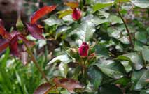 ‘Betty Boop’ rose flower buds