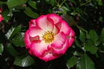 Open flower of ‘Betty Boop’ rose
