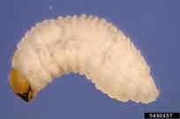Photo from David Shetlar, The Ohio State University, Bugwood.org: billbug larvae